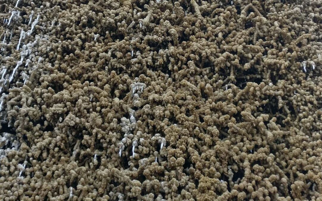 IMG_20180815_181152-EE