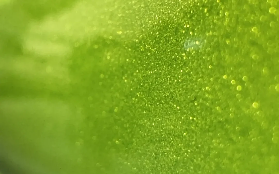 New AZUB Lime Green Color – 7