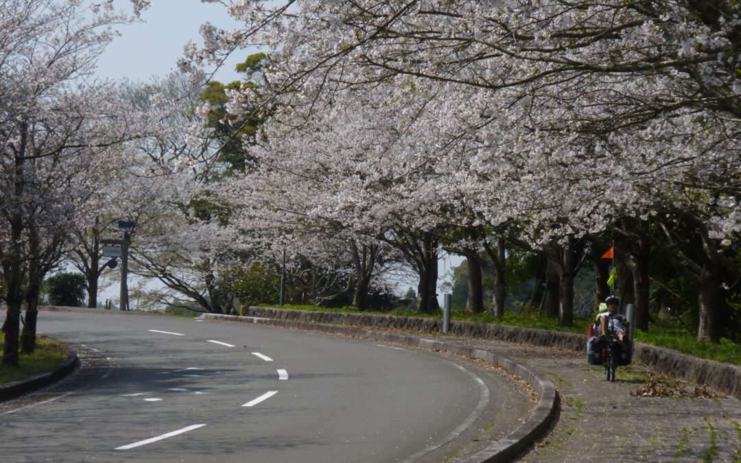JAPAN – cherry blossoms between Makurazaki and Ichikikuchikino